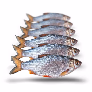 Prebaits Voorn Middel 14 - 21cm 1
