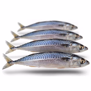 Prebaits Makreel 17 - 25cm1