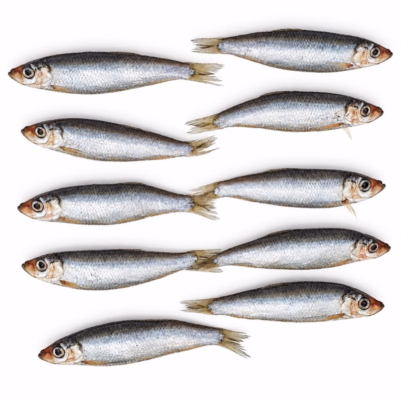 Prebaits Bliek 8 - 10cm 1