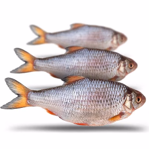 Prebaits Voorn Groot 20 - 27cm 1
